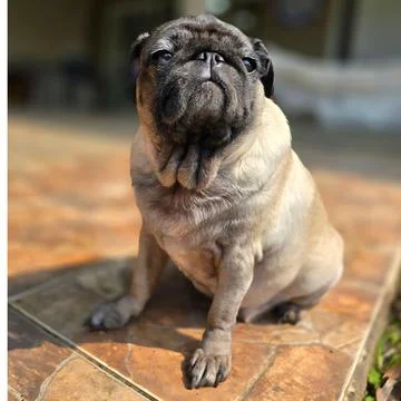 Pug dog sunbathing Stock Photos