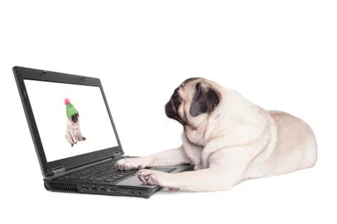 Pug dog using laptop Stock Photos