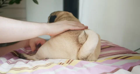 Pug dog wagging its tail. Feeling happy. Dog loves owner. Reaction to its owner Video stock 152842313