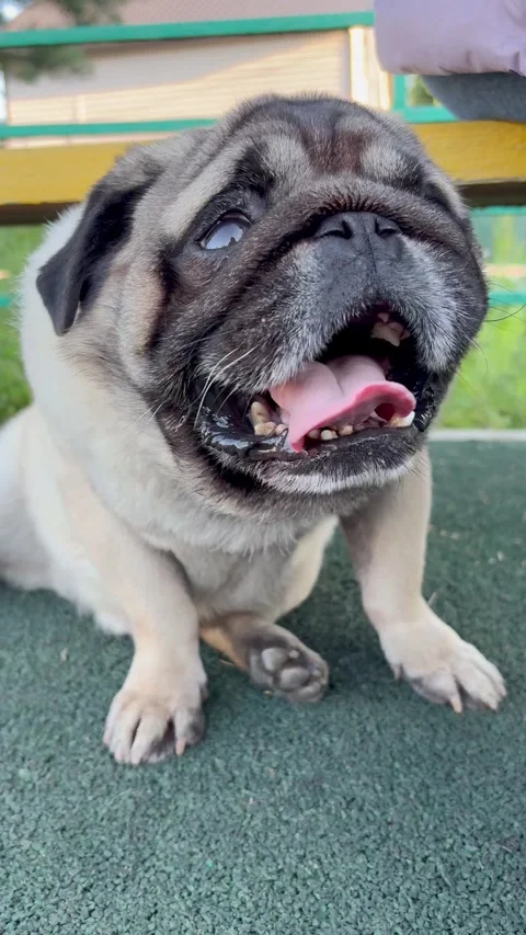 Pug dog walk Stock-Footage 317374819