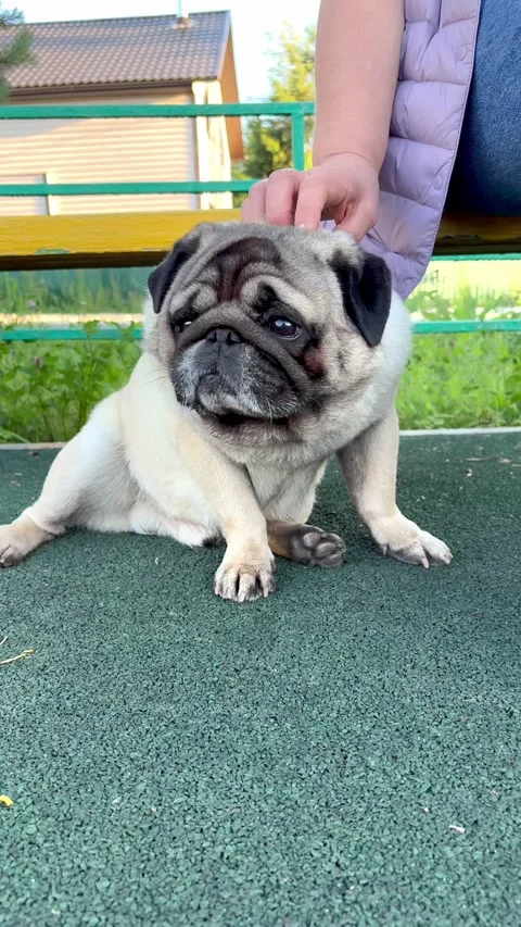 Pug dog walk Stock Footage 317374820