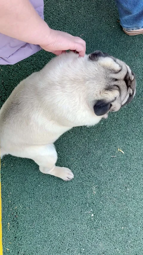 Pug dog walk Stock Footage 317374822