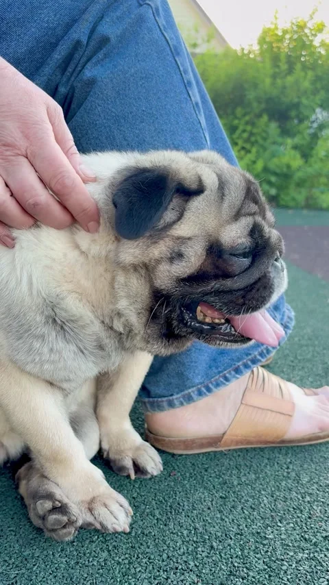 Pug dog walk Stock-Footage 317374823