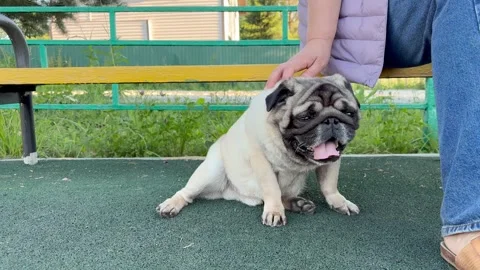 Pug dog walk Stock Footage 317374824