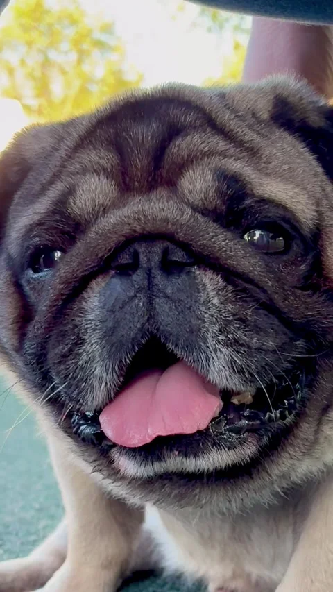 Pug dog walk Stock-Footage 317374825