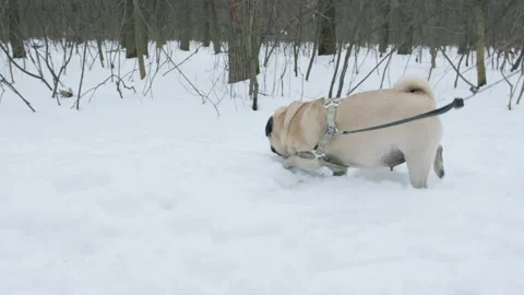 Pug dog walking in the deep snow with the owner on a leash. Winter park 스톡 동영상 144354580