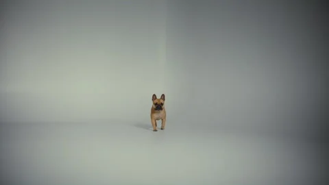Pug Dog Walking in a Studio Stock Footage 264581720