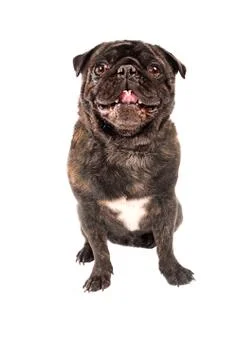 A pug dog on white Foto stock