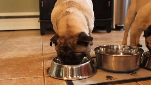 Pug Dogs Eating Stock Footage