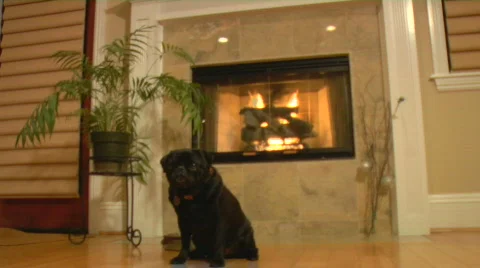 Pug dolly in Stock-Footage 721034