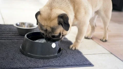 Pug drinking water Video stock 150227707