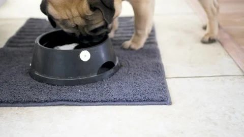 Pug drinking water Video stock 150227873