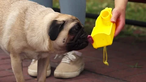 Pug eagerly drinking from a bright yellow basin Stock Footage 311981629