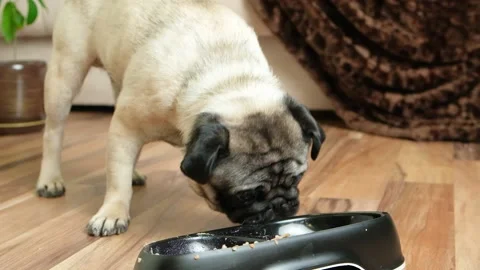 The pug eats sausage, solid food, bites and chews close-up. Delicacies for dogs Stock Footage 228731815