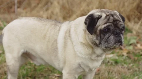 Pug enjoying a day at the park Stock Footage 74336871