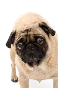 Pug with Expressive Face Stock Photos