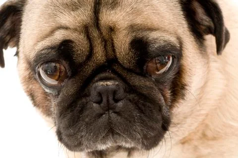 Pug with Expressive Face Stock Photos