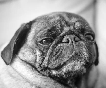 Pug with Expressive Face 库存照片