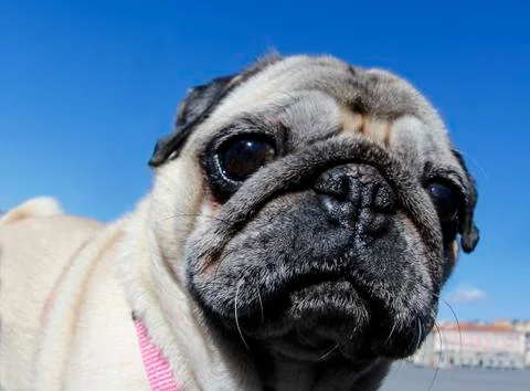 Pug face Stock Photos