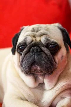 Pug Face Stock-Fotos