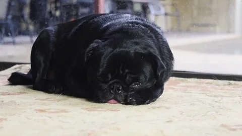 Pug Falling Asleep Stock Footage 76902629
