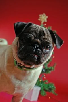 Pug in front of a christmas tree Stock Photos