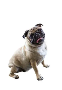 Pug in front Stock Photos