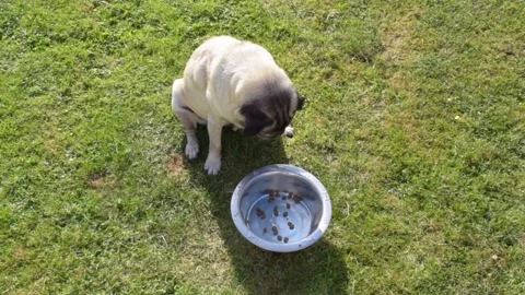 Pug with funny face is looking seriously at his feeding bowl. Video stock 179698675