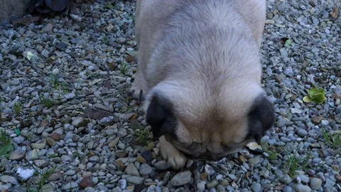 A Pug in the garden Video stock 150185897