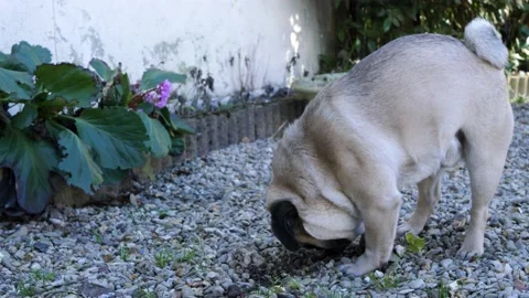 A Pug in the garden Stock Footage 150186018