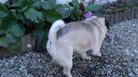 A Pug in the garden Video stock 150186030