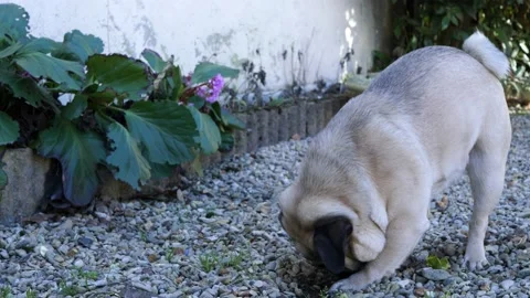 A Pug in the garden Video stock 150186038