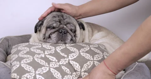 Pug Getting Head Cushion and Affection from Owner Close-Up Stock Footage 280631595