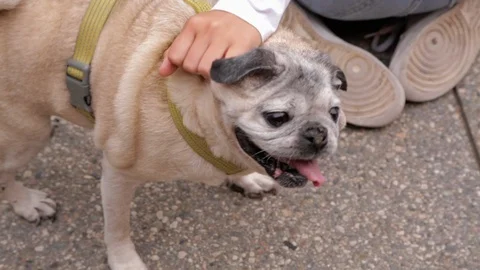 Pug getting pet Stock Footage 100660654