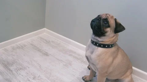 Pug give a try cake. Close-up. Stock Footage 57819552