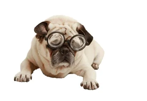 Pug with glasses Stock Photos