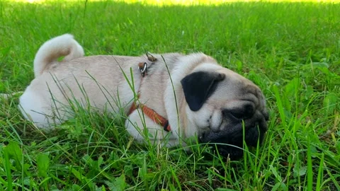 Pug on the grass Stock Footage 134257909