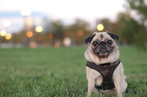 Pug in Grass Portrait Stock Photos