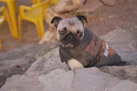 Pug in a Harley Davidson Jacket Stock Photos