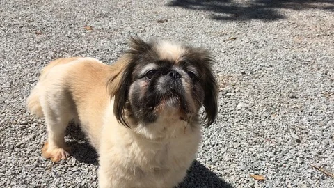 Pug harmlessly and aimlessly barking Stock Footage 113819996