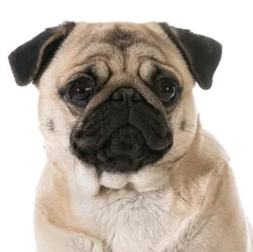 Pug head portrait Foto stock