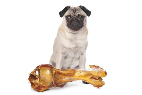 Pug with a huge bone Stock Photos