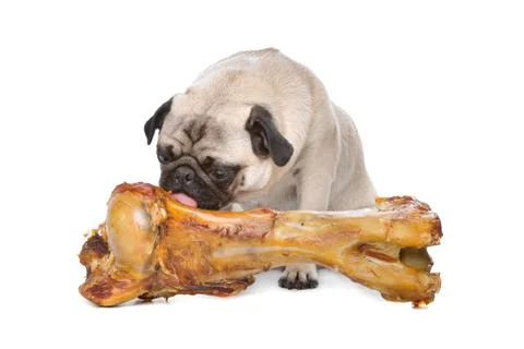 Pug with a huge bone Stock Photos