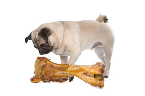 Pug with a huge bone Stock Photos