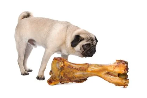 Pug with a huge bone Stock Photos