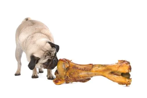 Pug with a huge bone Stock Photos