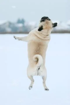 Pug jumping in snow Stock Photos