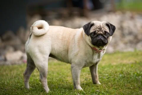 Pug lady Stock Photos