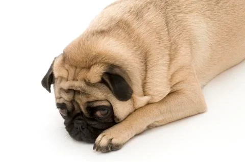 Pug Laying Down Stock Photos