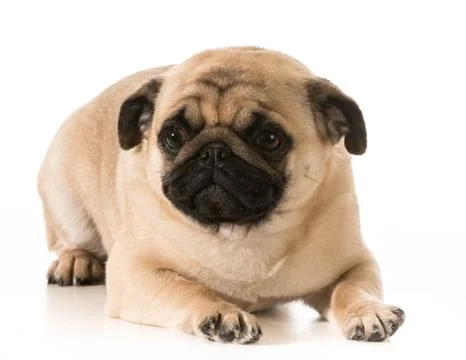 Pug laying down Stock Photos